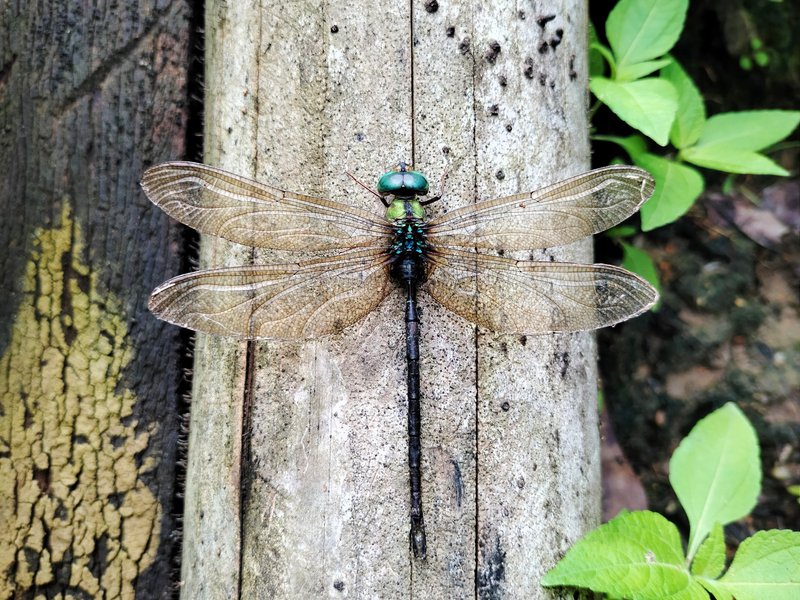 Duskhawker dragonfly