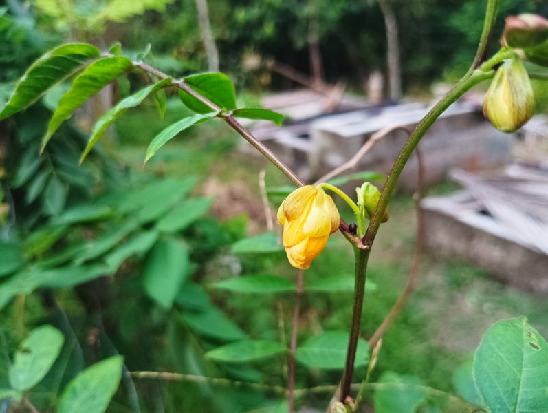  Genus Senna