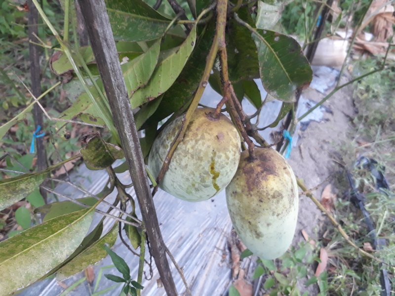 the last mango harvest