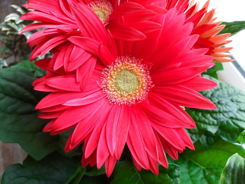 POBphotocontest New Round: FLOWERS