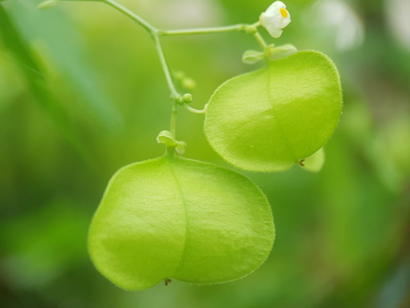 Balloon Vines and Heartseed