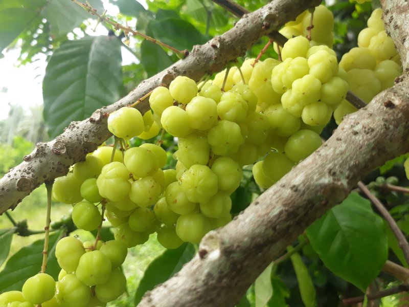 star fruit which can make star fruit ice