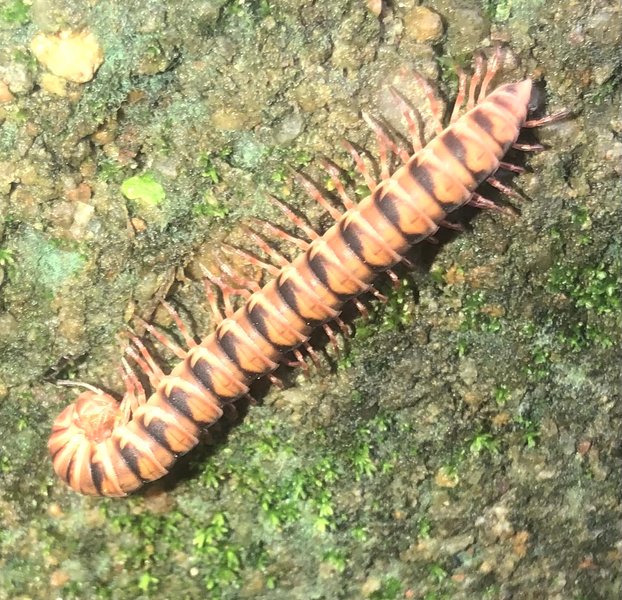 Discovered Desmoxytes Cervina Hiding from Sun