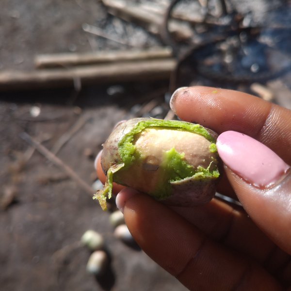Process of preparing butterfruit (Dacryodes edulis)