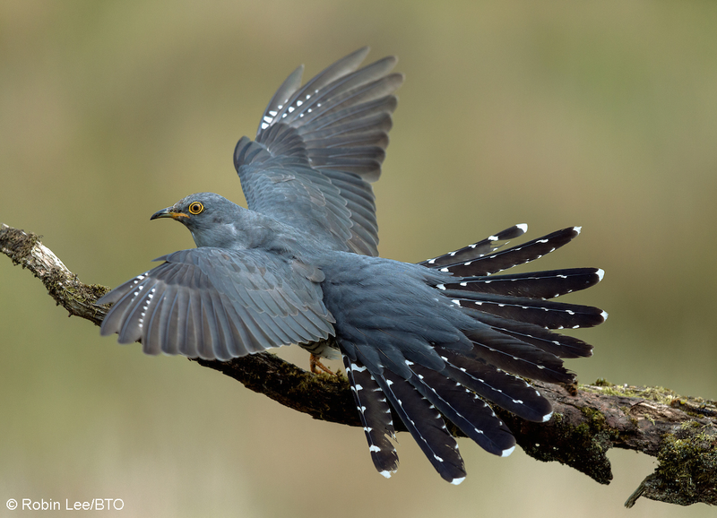 Waking up to bird song