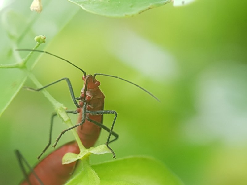Leptocoris augur | Macrophotography 