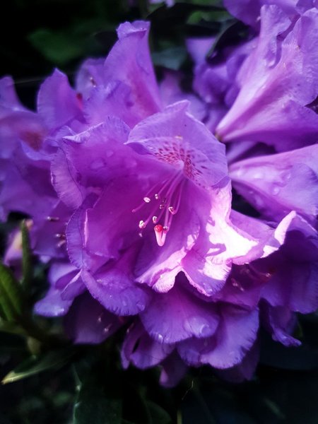 📷  Dandelions And The New Purple Rhododendron  🌿 