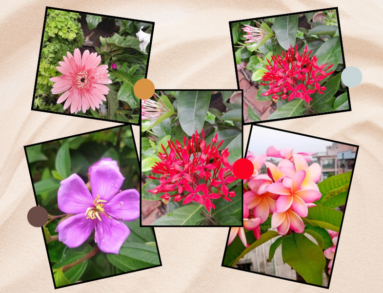 Today I present to you some random flower photography.