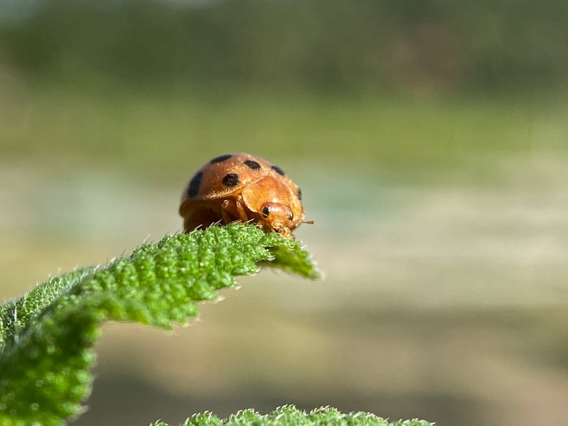 Ladybug On Wildflower Plant