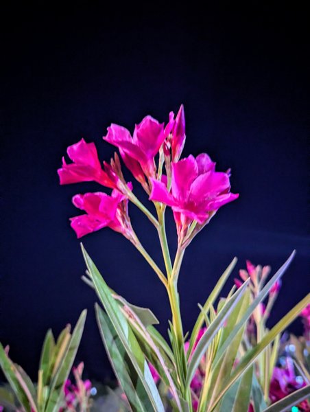 Night Photography with Red Flowers