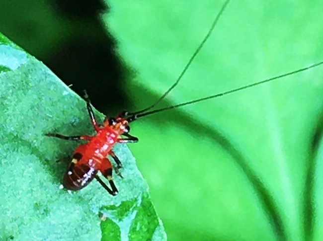 ชีวิตเล็กๆที่เรียกว่าแมลง = Insect & Spider Lovers = 1,142 = {Conocephalus melaenus}