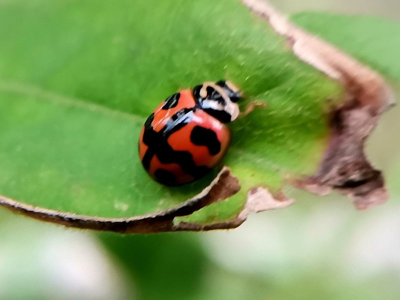 beetle shaped like a turtle