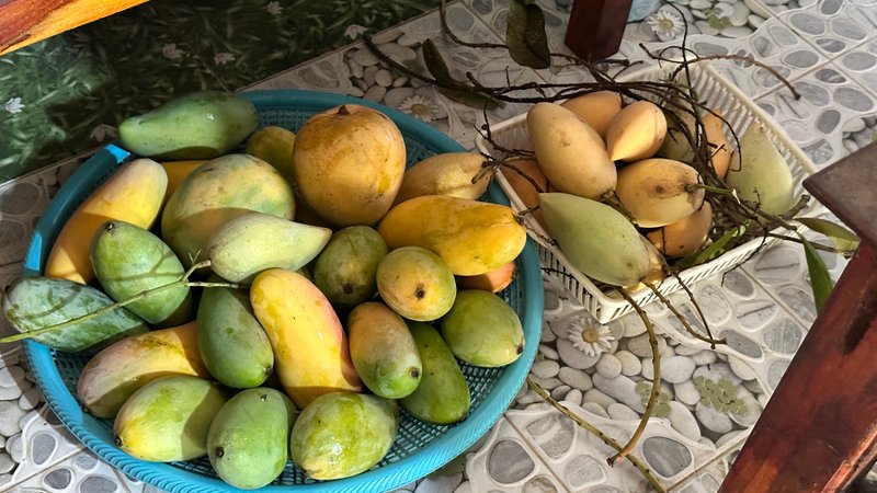 Mango picking season with raw cockles for my family