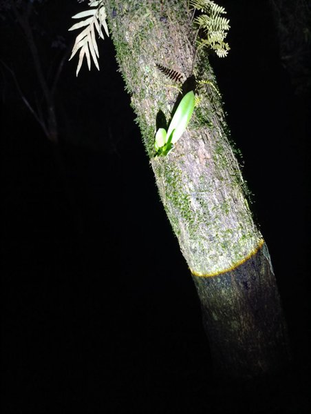 Night Photos In The Woods