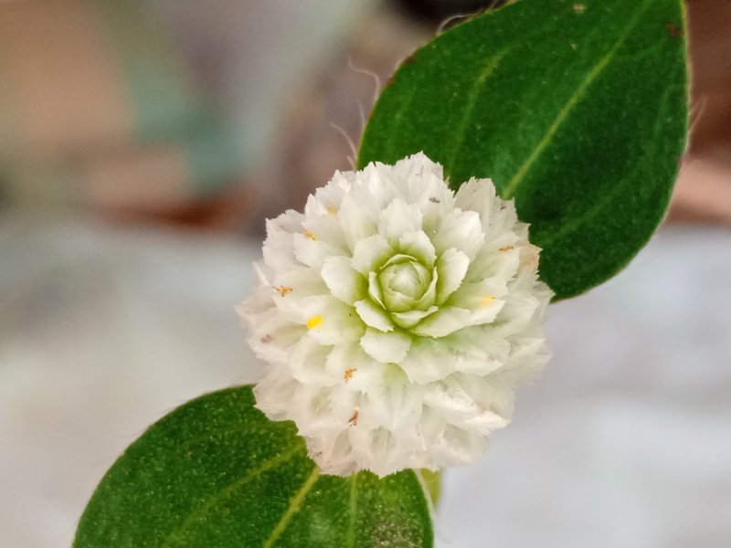 Genus Gomphrena 