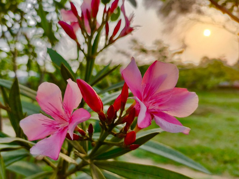 Golden Sunset, Little Clouds and these Flowers! 🌸
