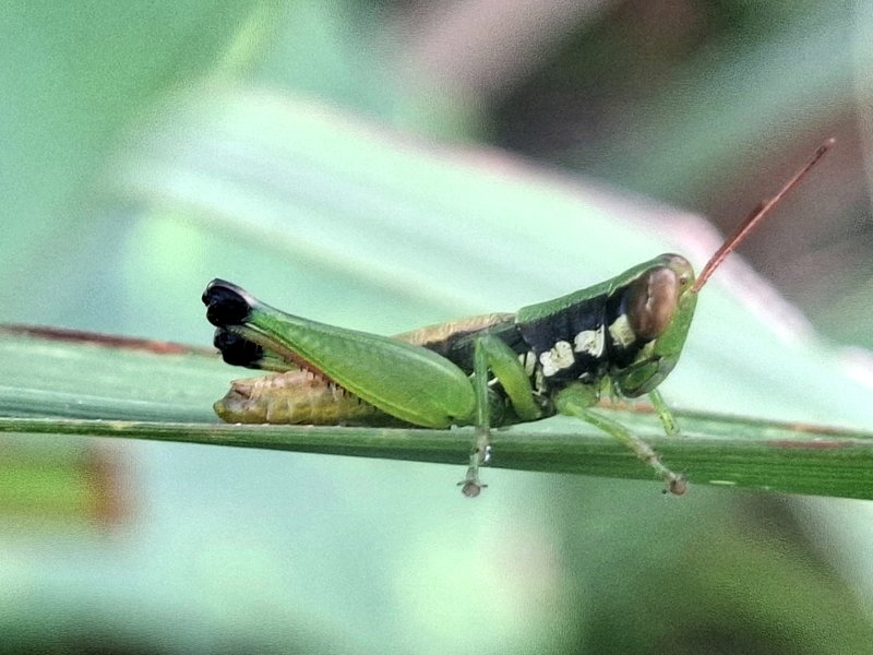 Beautiful grasshopper with green color