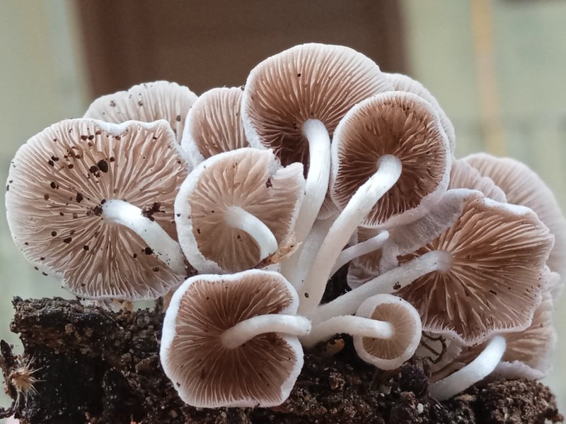 Favolaschia manipularis 