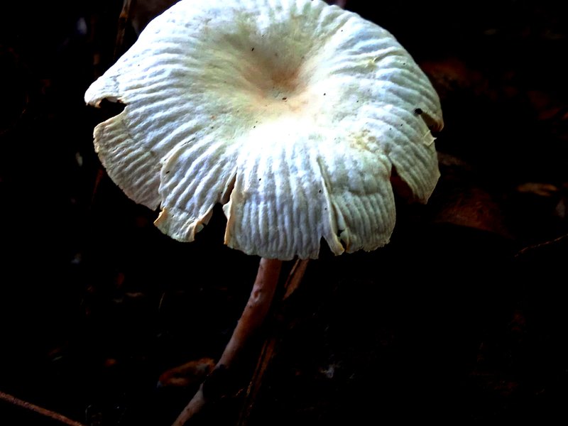 Collybiopsis subpruinosa