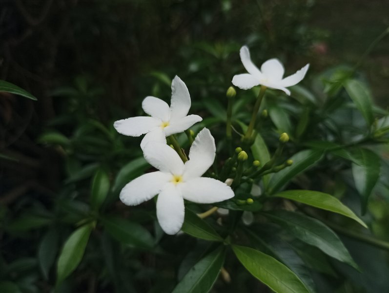 Genus Tabernaemontana
