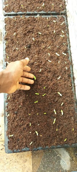 The Journey of My Pepper Plants: From Egg Layer to Harvest
