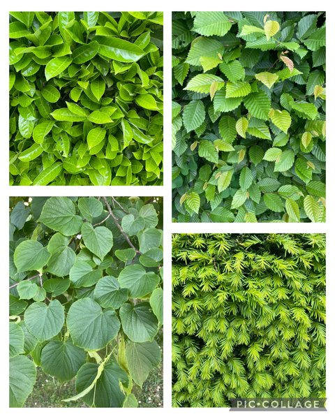 🍃 Viermal Grün / Four Greens [GER/ENG]