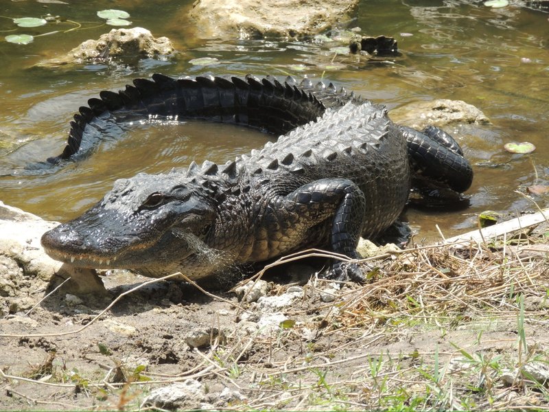Roadtrip Florida "Alligator Alley" Deu/Eng