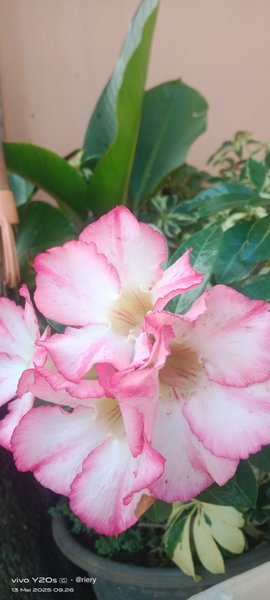 Adenium 
