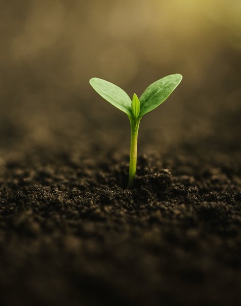 The Power of Starting Small: