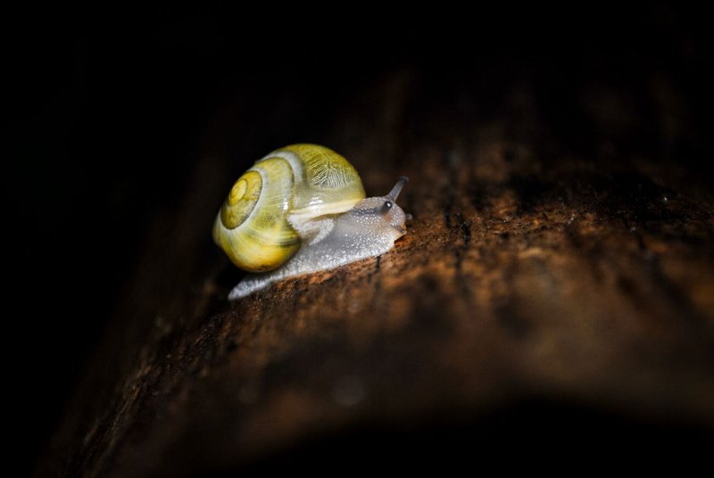 📸  Random Find - Snails After the Rain  🐌🌿 