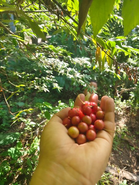 Walking and Picking Aratilis