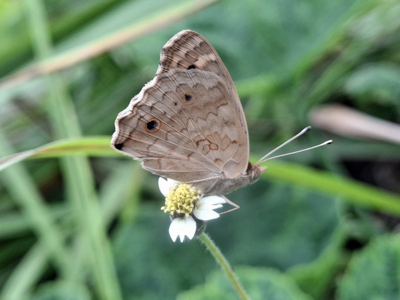 Junonia atlites // Butterfly gray color