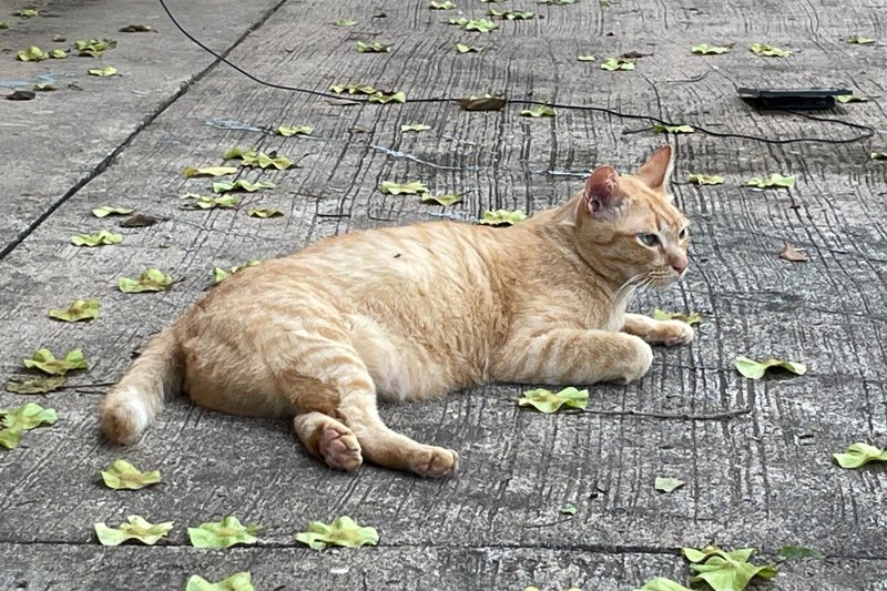 Happy Caturday: orange cats were glad to see me.