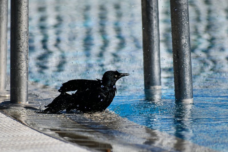 A bird bathing in the pool.