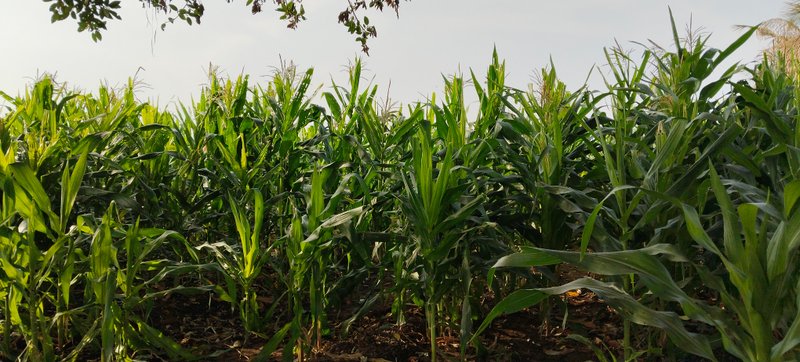 Maize Farming: Good Profit in Less Time