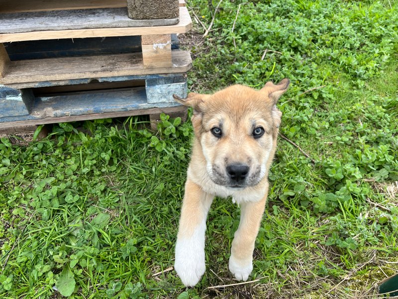 Puppy