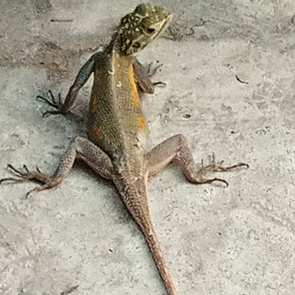 Met the lizard doing lizard things