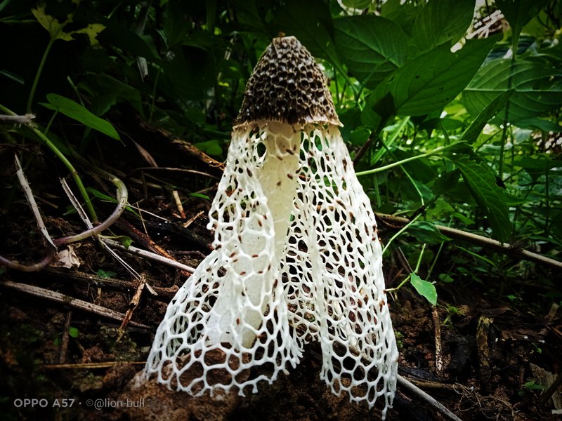 Fungi Friday | Be careful, the poison is very deadly