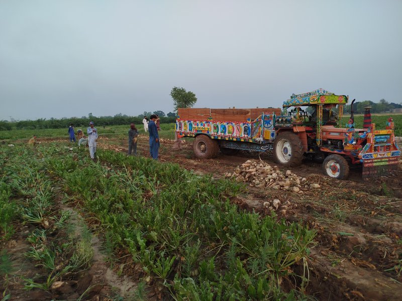 The laborers in our village are loading the beet crop. It's a very difficult job, ...