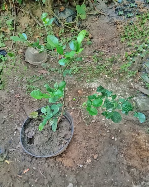 photo of kaffir lime seedlings