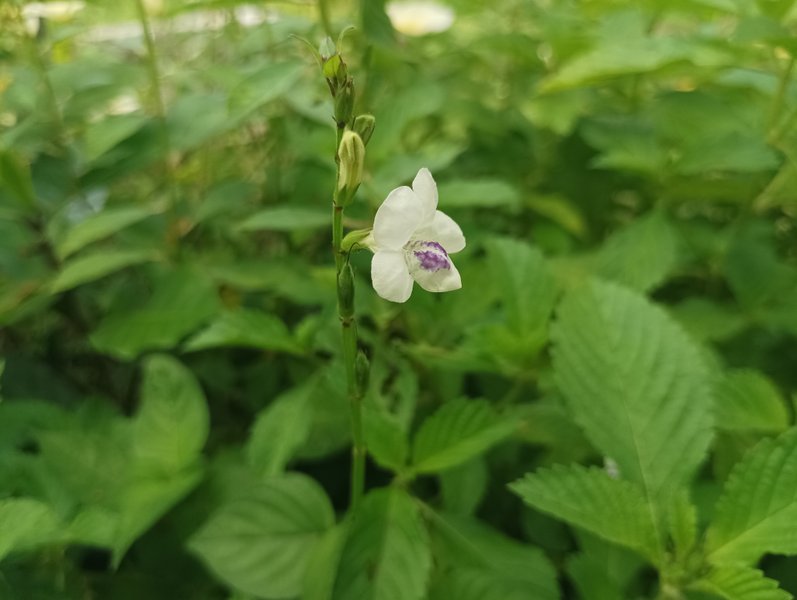 Asystasia intrusa
