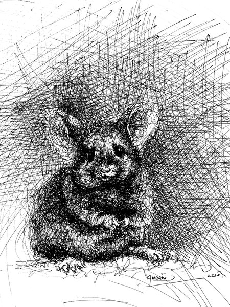 More For A Pet [7] - "A Chinchilla" - (Scribble Drawing).