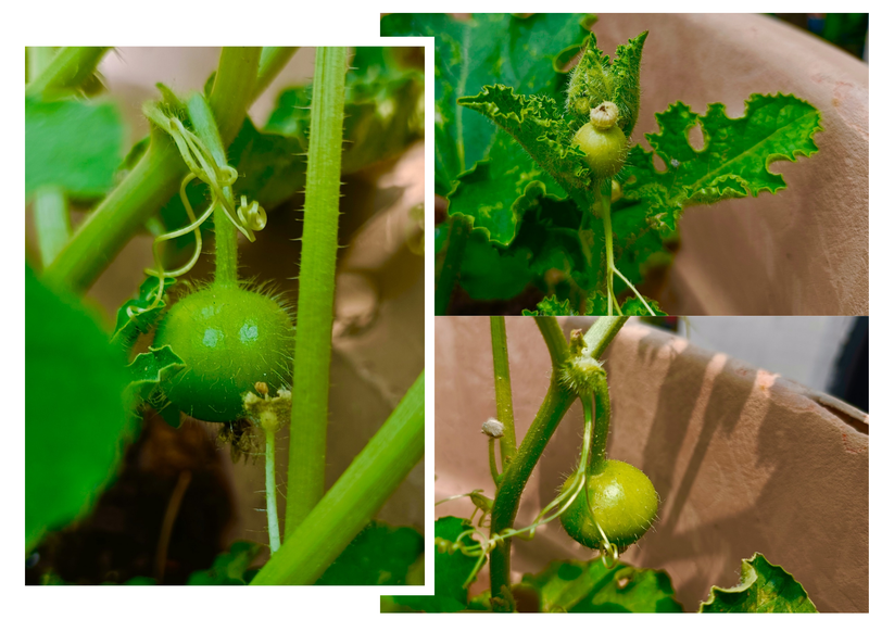 Growing Indian Squash (Tinda)