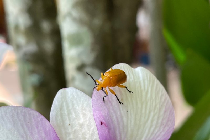 Some late blooming orchids in my garden. 