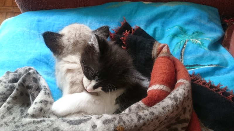 A story from the life of our pets Osi and Fili
