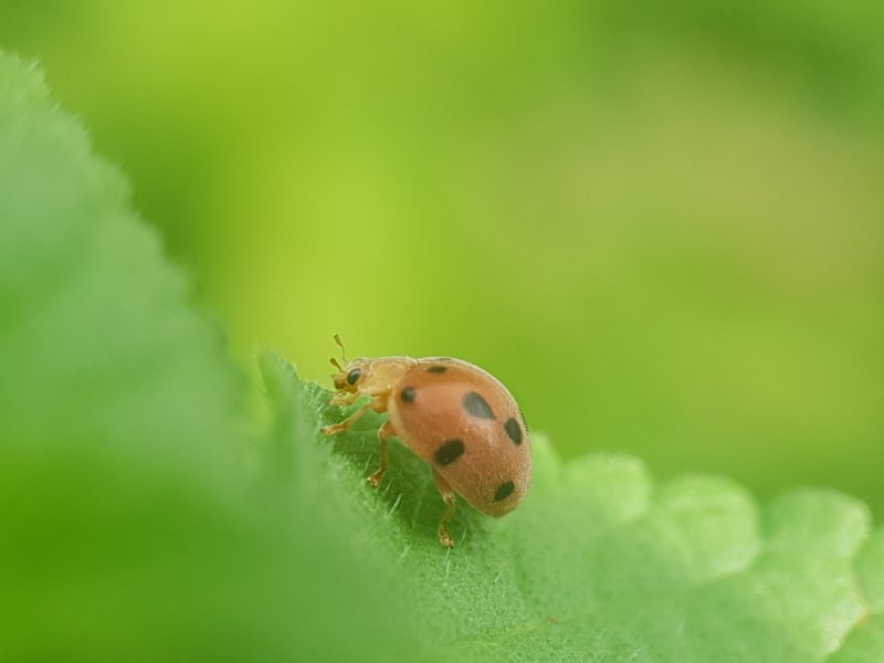 Ladybug | Henosepilachna pusillanima