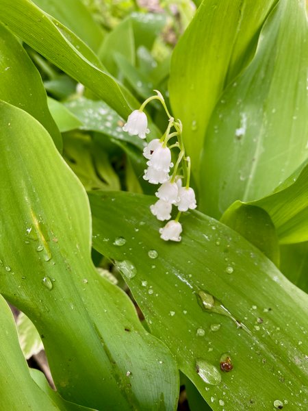 Rainy Day Photos