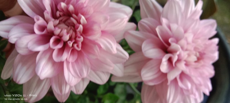 Pinkish Purple Aster