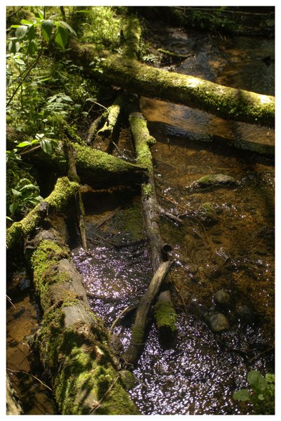 Moss 