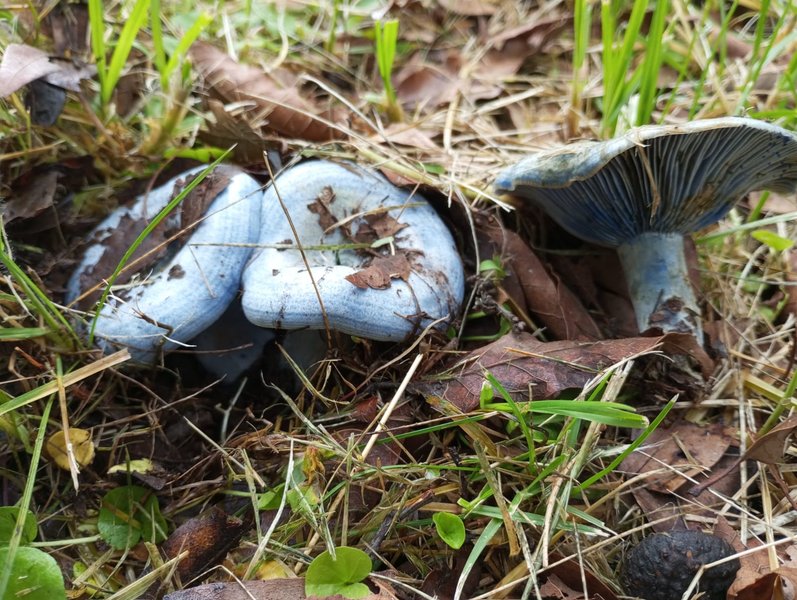 hongos azules en mi jardín!
